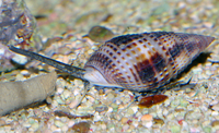 nassarius reticulatus